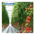 Commercial plastic film agricultural Tomato greenhouse